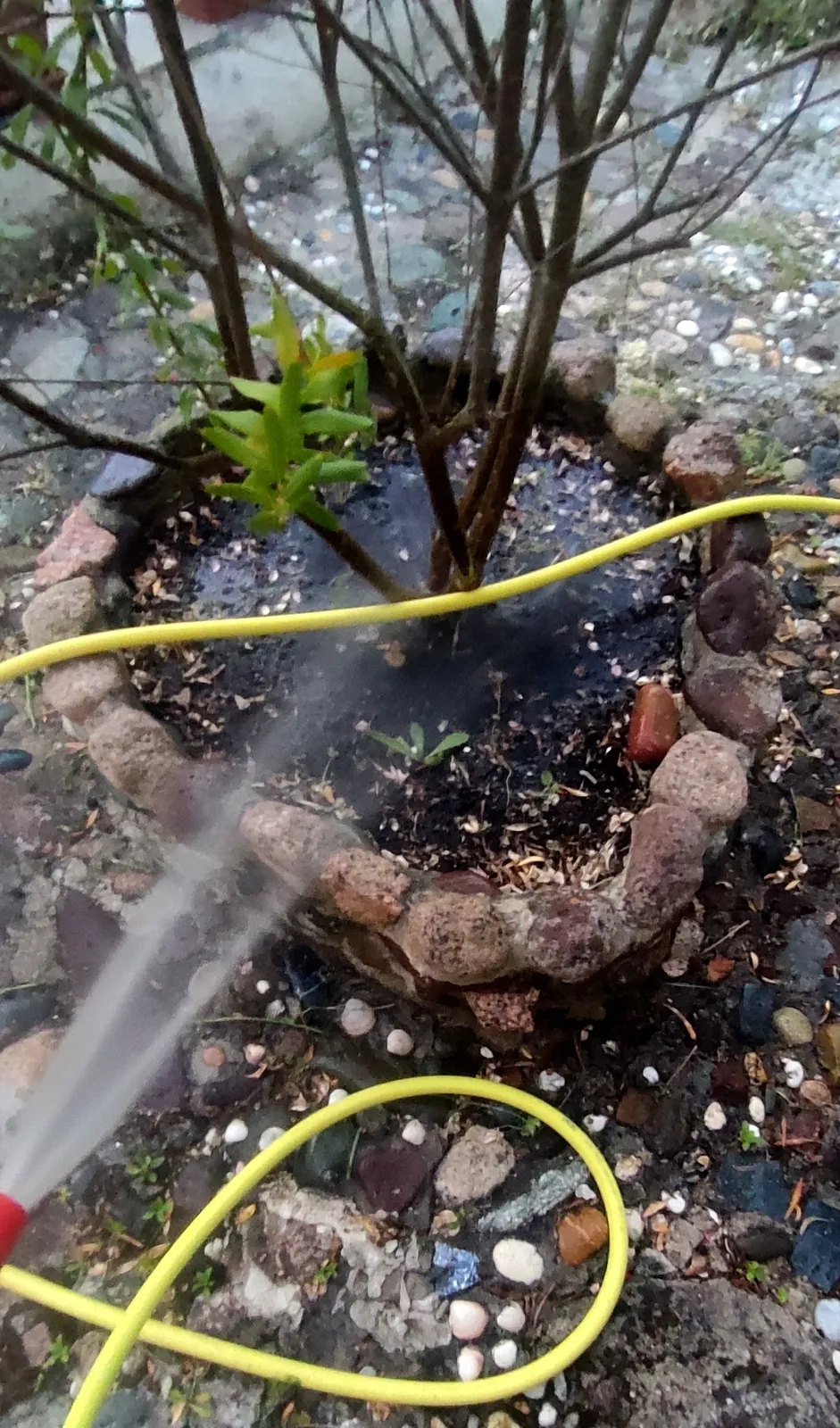 Aiuola rotonda bordata di pietre con piante grasse